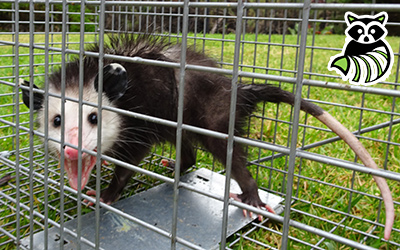 Tolland County trapping